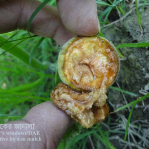 মিষ্টি কুমড়ার ব্লোজম এন্ড রট রোগ