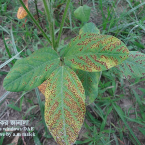 সয়াবিনের পাতার মরিচা রোগ