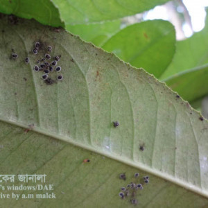 লেবুর কাল মাছি পোকা