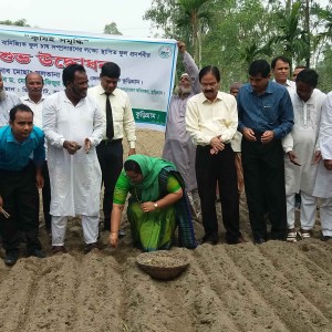 কুড়িগ্রামে বাণিজ্যিক ফুল চাষ