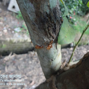 মালটার আঠা ঝড়া রোগ