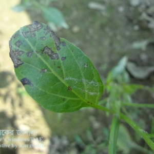 মরিচের পাতার দাগ রোগ