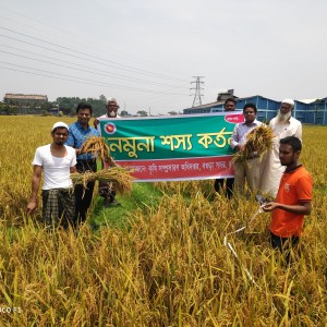 নমুনা শস্য কর্তন