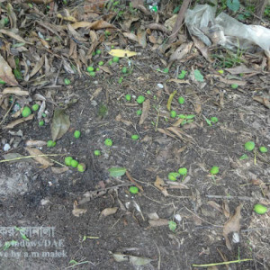 আমের ফল ঝড়ে যাওয়া সমস্যা
