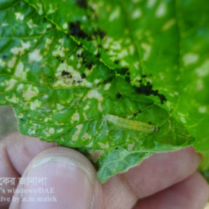 ডাটার পাতামোড়ানো পোকা