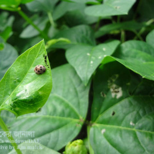 বরবটির কাঁঠালে পোকা